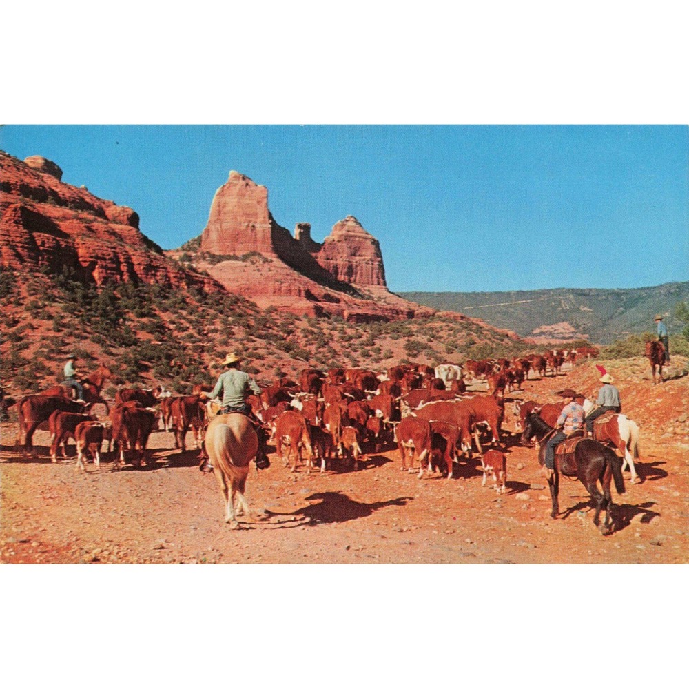 Vintage Cattle Drive Schnebly Hill Oak Creek Canyon Arizona Postcard Bradshaw - Picture 1 of 2